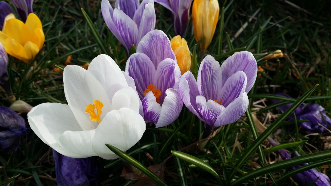 crocus