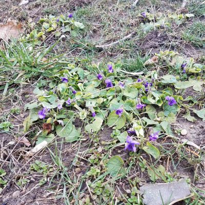 Celebrating #NationalWalkingDay +Marathon Training Update
